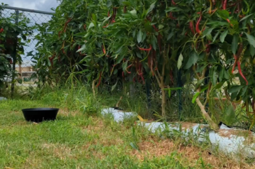 Harvesting my joes long cayenne