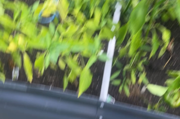 I'm in an endless battles vs ants man