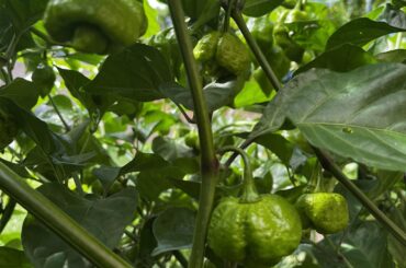 Really don’t know what I Got going!