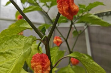 Any clues what superhot these are?