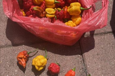 Preliminary Harvest. September will be nuts