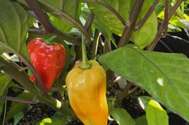 Seeds labeled purple ghost - what did I actually grow?