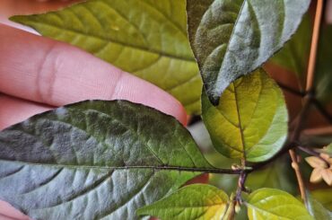 Neyde pepper inconsistent leaves