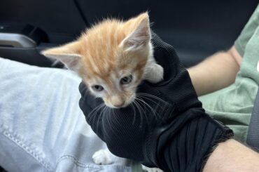 Found a kitten in the Taco Bell parking lot