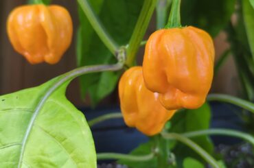 Help identify my pepper