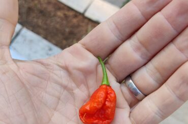 Thanks for the reaper guidance.