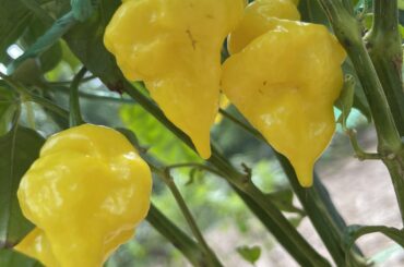 What are these yellow spaceships?