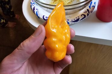 Ate this monster Habanero in one bite last night. Fun bathroom morning. 10/10