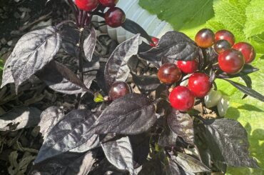 Black pearl peppers starting to ripen!