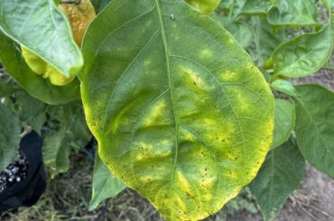 What’s up with this guy