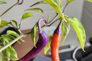 Is the red one ready for seed harvest? Buena malata