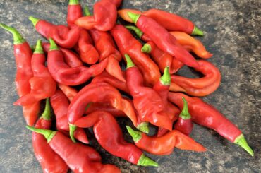 Unknown pepper variety