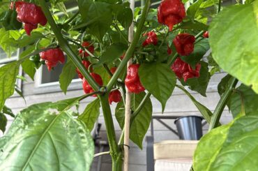 Scorpions are almost ready!