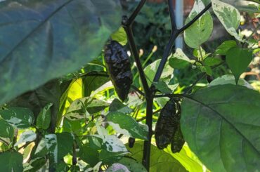 Black green peppers