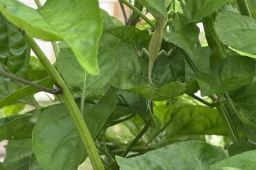 Found this lil guy chillin on my pepper plant