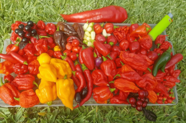 Variety is the spice of life!