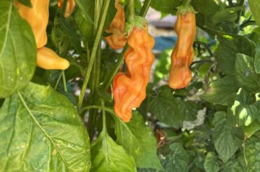 Sugar Rush Peach Stripey question