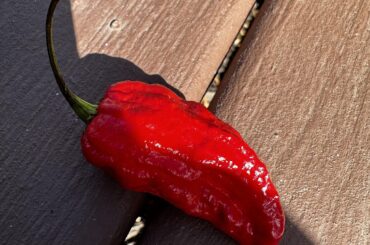 Neighbor gave me a couple 7 pot peppers she got at the farmers market, but doesn’t remember the exact species, any guesses?