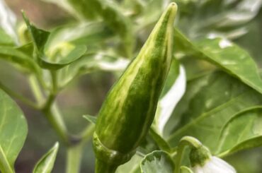 My Fish peppers are coming in. Love the streaks of color in the fruit and the variegation on the leaves