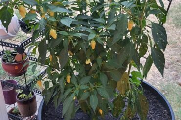 Any ideas on what kind?