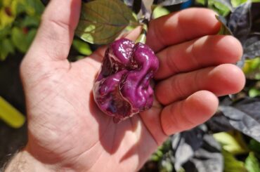 Who painted this pod?