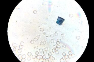 I paid $4.99 for this?!