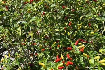 Hawaiian peppers