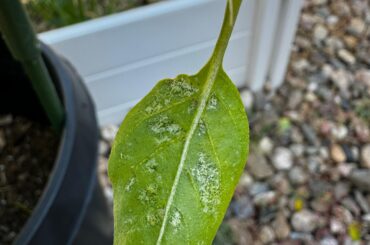 Something on pepper leaves