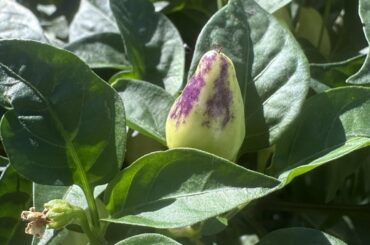 Seed package said Caribbean Habanero but that's not right?