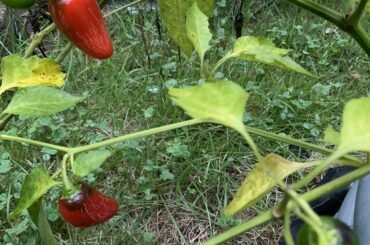 Jalapeno poppers on the menu tonight