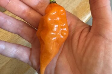 What is this pepper?