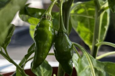 ID of unripe chilis?