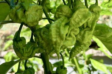 Yellow T. rex - white hot peppers