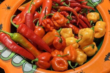 Pepper harvest so far this week