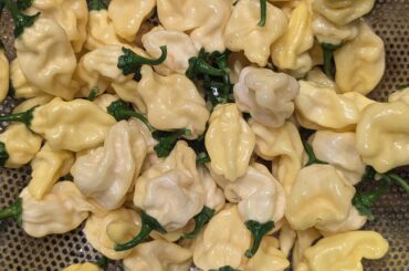 Tortellini anyone?
