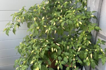 need help identifying