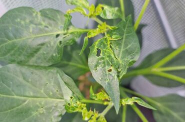 Pest or Disease Damage on Cayennes?