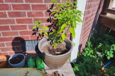 Having opposite problems with my plants.