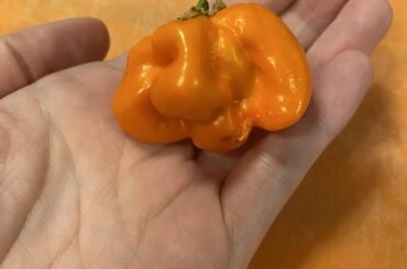 Pepper in a pepper