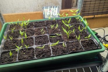 What are my seedlings telling me?