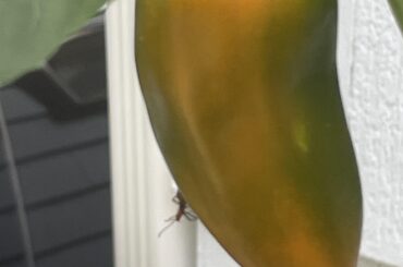 This crossbreed is looking pretty, and she has a friend!