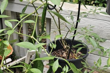 Need help with cayenne peppers please