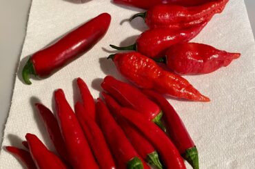 My meager offering to the Gods, but ripening is happening quickly now