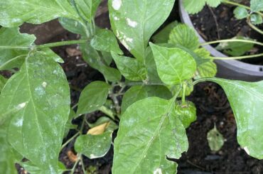 What disease is this? How should I treat it? More info below.