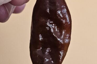 Last of my pepper growing in Spain.