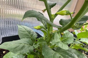 Help identifying these please?