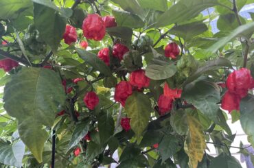 Im having a primonition