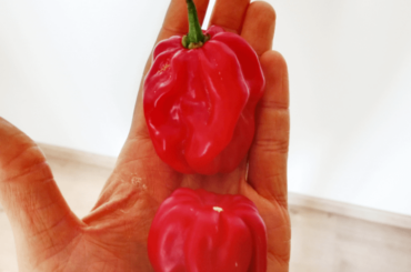 Whats the name of this chili pepper?