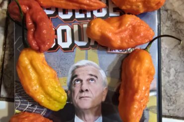 Latest harvest of ghost peppers I grew & the ghost pepper chil i made