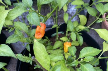 Come on then.. Hab or Scotch Bonnet?